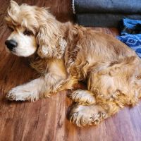 Animal Emergency Hospital of the Pee Dee ico