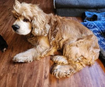 Animal Emergency Hospital of the Pee Dee