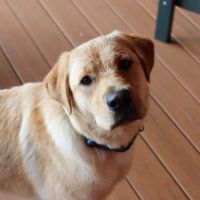 Clarion Animal Hospital ico