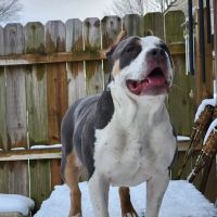 North Fork Veterinary ico