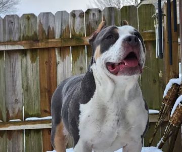 North Fork Veterinary