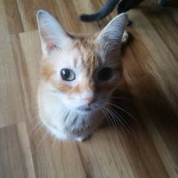 Jefferson Animal Clinic ico