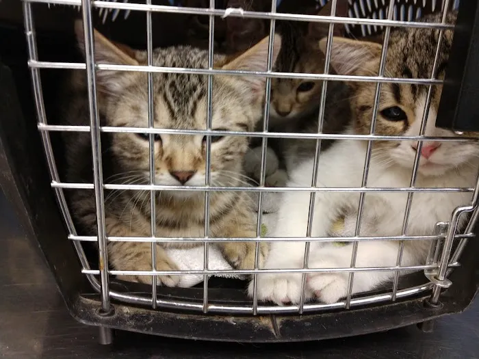 Jefferson Animal Clinic 4