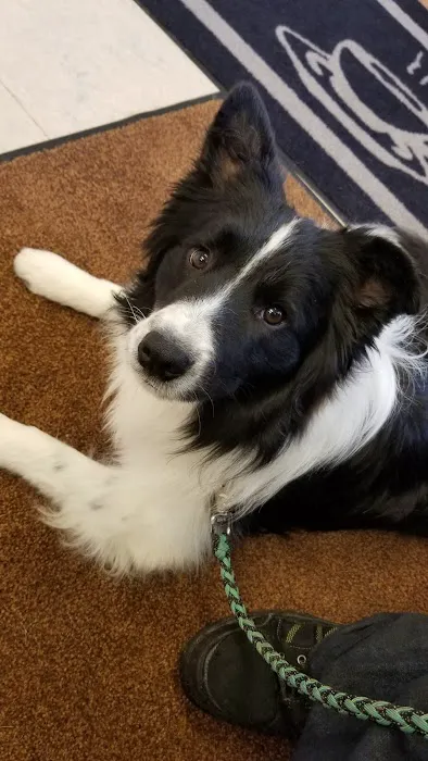 Jefferson Animal Clinic 9