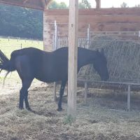William E Wise Veterinary Clinic ico