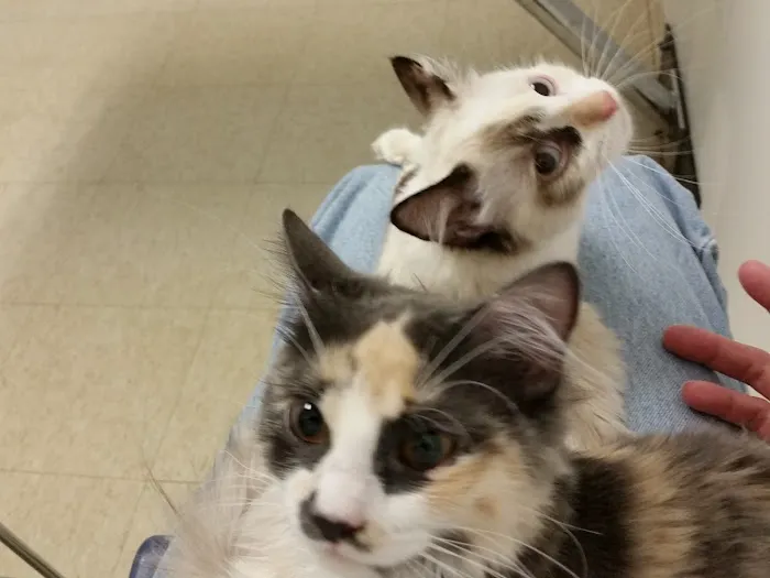 Animal Health Services 5