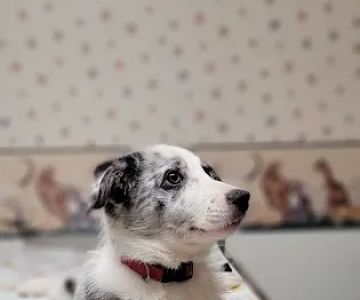 DuBois Veterinary Clinic