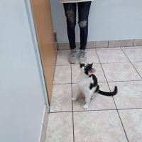 State Street Animal Hospital: Wollney Gwen DVM ico