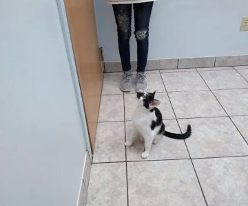 State Street Animal Hospital: Wollney Gwen DVM