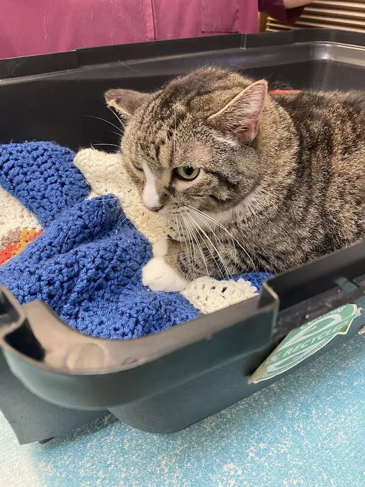 State Street Animal Hospital 10