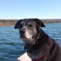State Street Animal Hospital ico