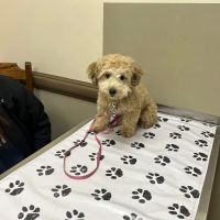 Perry Veterinary Clinic- Batavia Office ico