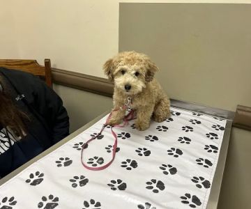 Perry Veterinary Clinic- Batavia Office
