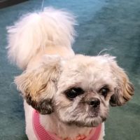 Pumpkin Hill Veterinary Clinic ico