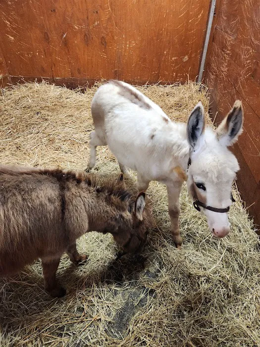 Genesee Valley Equine Clinic 10