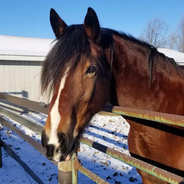 Genesee Valley Equine Clinic 7