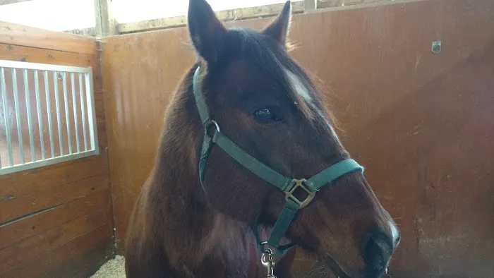 Genesee Valley Equine Clinic 9
