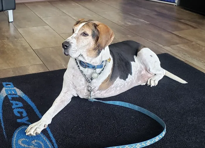 Bennington Veterinary Clinic 6