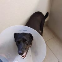 Bennington Veterinary Clinic ico