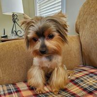 Country Village Pet Care Hospital ico