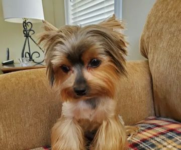 Country Village Pet Care Hospital