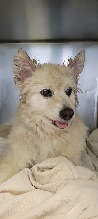 Country Village Pet Care Hospital 9