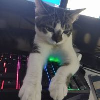 PetVet Vaccination Clinic ico