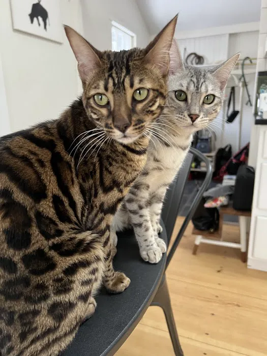 Tri-State Bengals 2