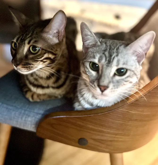 Tri-State Bengals 1