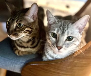Tri-State Bengals