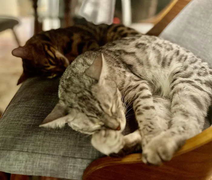 Tri-State Bengals 3