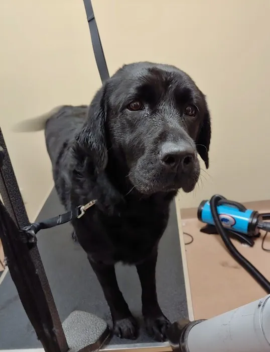 Akron Animal Hospital 1