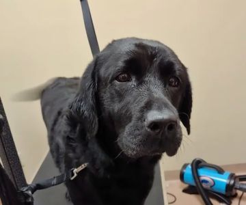 Akron Animal Hospital