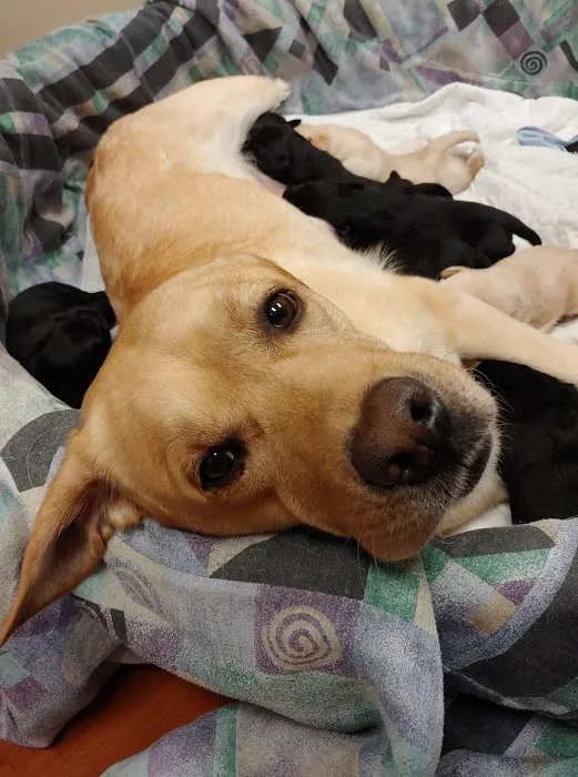 Akron Animal Hospital 9