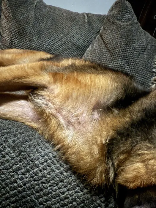 Rio Vista Veterinary Hospital 1