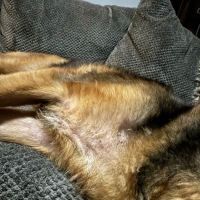 Rio Vista Veterinary Hospital ico