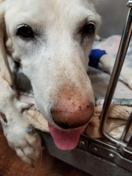 Rio Vista Veterinary Hospital 10