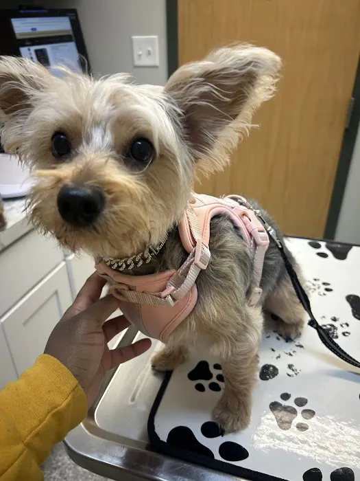Kenmore Animal Hospital 4