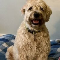 Kenmore Animal Hospital ico