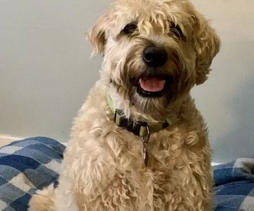 Kenmore Animal Hospital