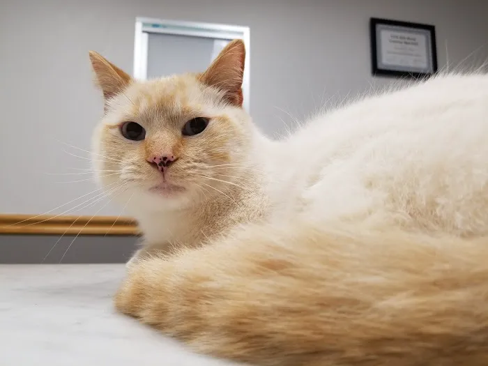 VCA Sheridan Animal Hospital 2