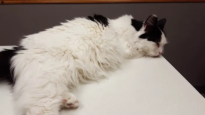 VCA Sheridan Animal Hospital 5