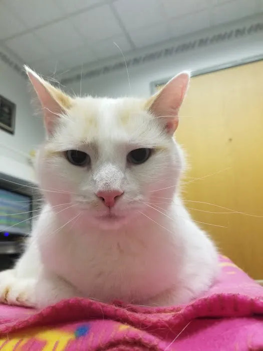 VCA Sheridan Animal Hospital 1