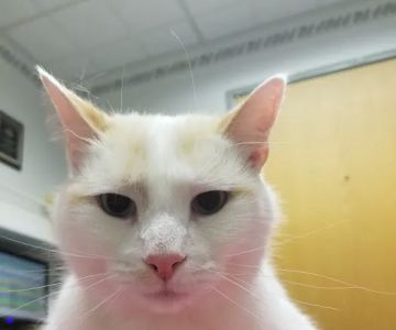 VCA Sheridan Animal Hospital