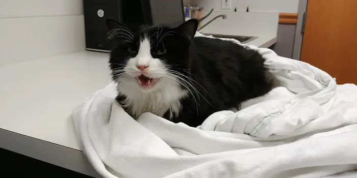 VCA Sheridan Animal Hospital 3