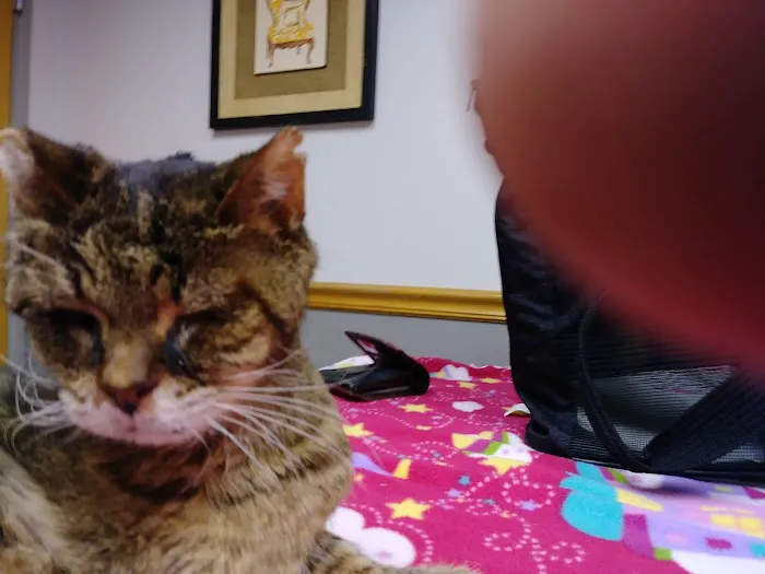 VCA Sheridan Animal Hospital 6