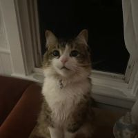 Northtown Animal Hospital ico