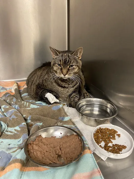 Brighton Eggert Animal Clinic and Pet Resort 3