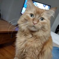 Brighton Eggert Animal Clinic and Pet Resort ico