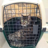 McBride Animal Hospital ico